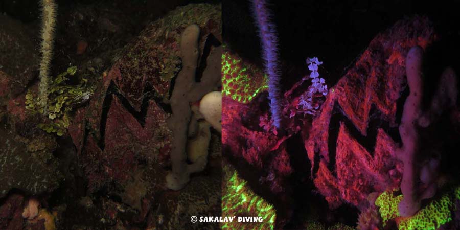 Night dive fluorescence Nosy Be Madagascar